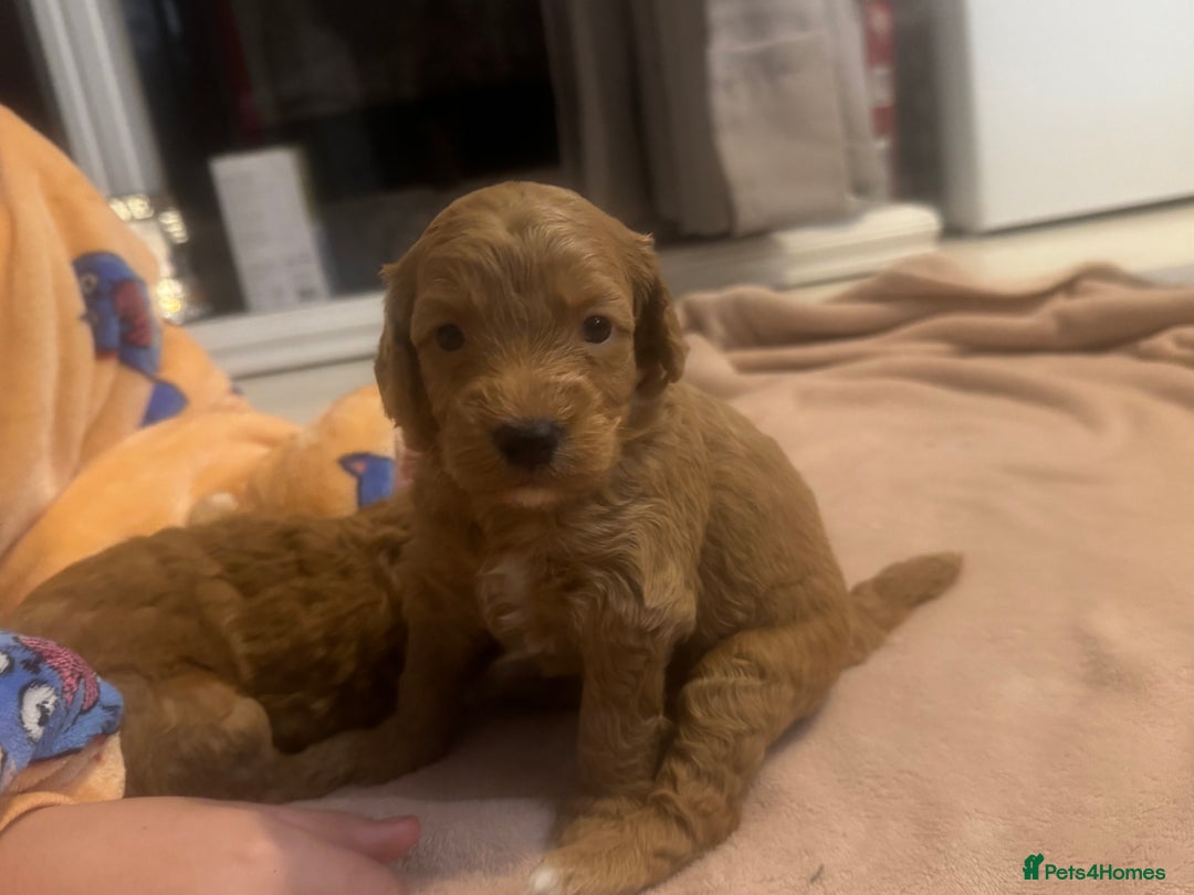 Cavapoo dogs for sale: x4 cockapoos puppies - Advert 12