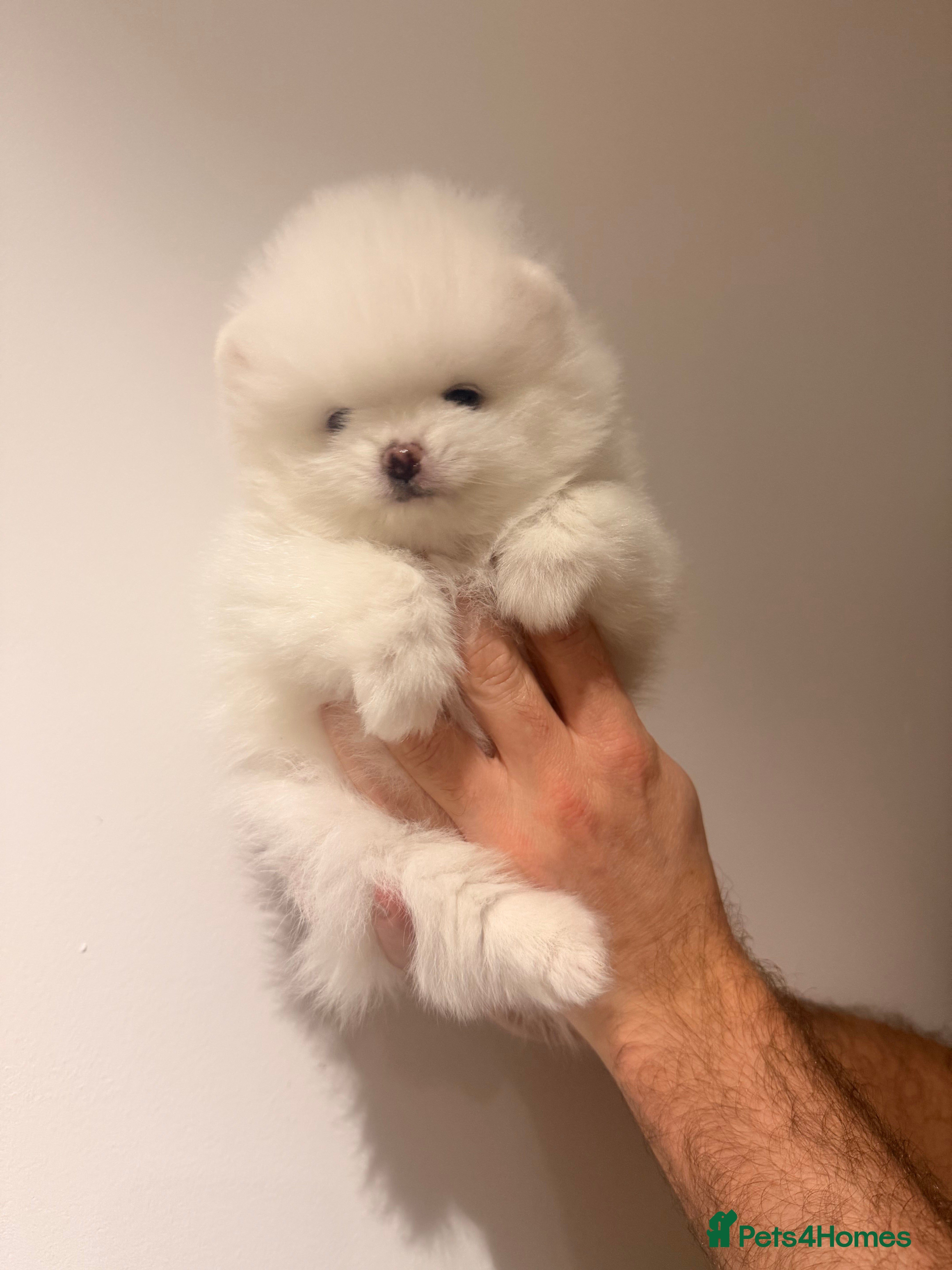 Pomeranian dogs Stunning Pomeranian Female KC reg. Russian lines - Advert 5