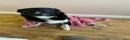 Border Collie dogs for sale: Border Collie in need of a calm home - Advert 2