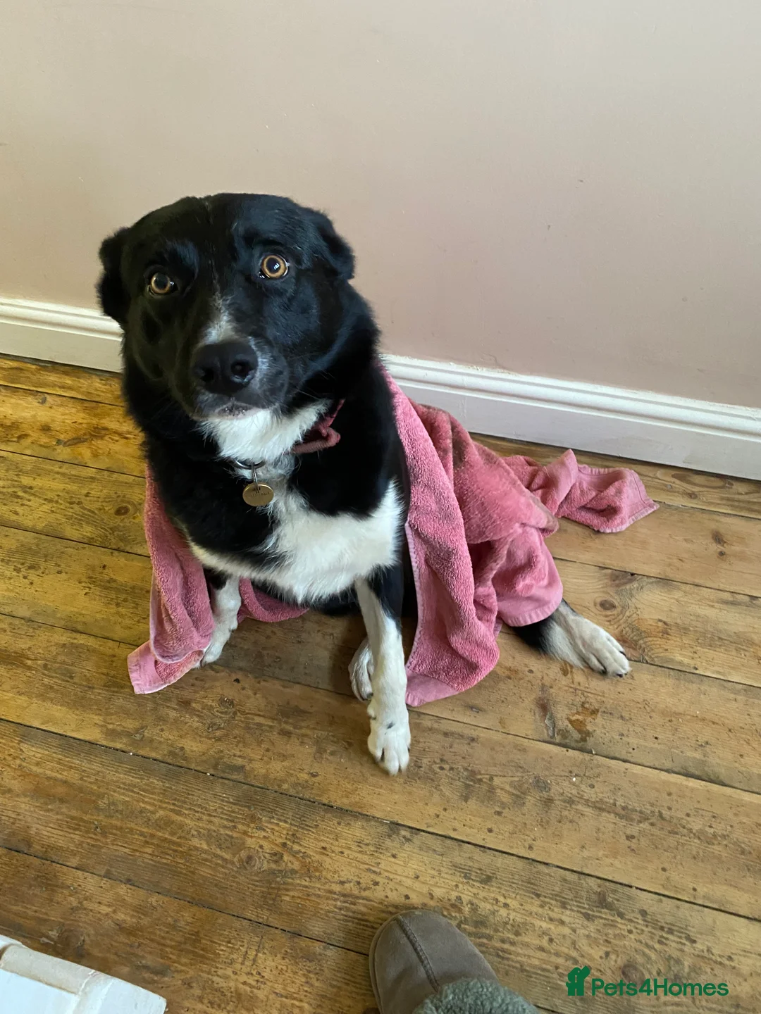 Border Collie dogs for sale: Border Collie in need of a calm home - Advert 2