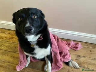 Border Collie dogs Border Collie in need of a calm home - Advert 1