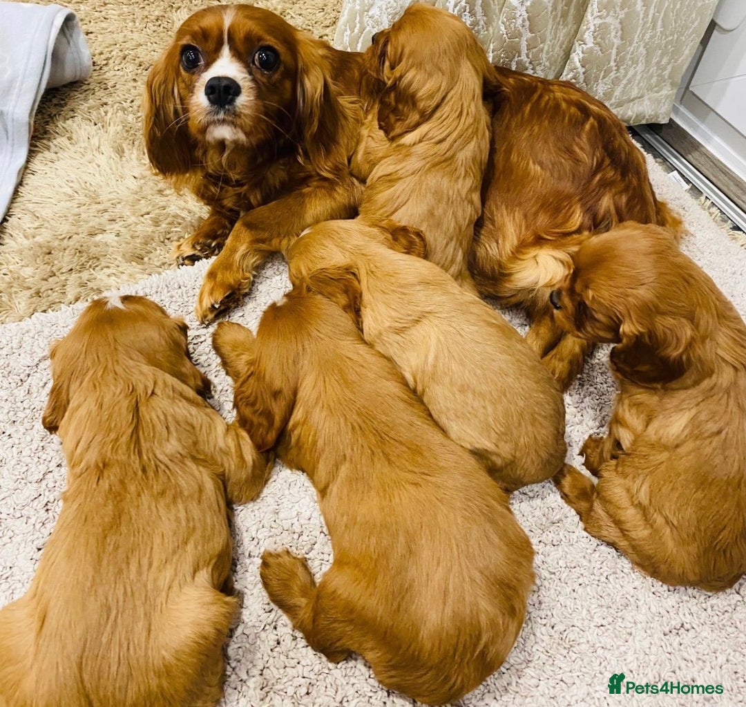 Cavalier King Charles Spaniel dogs for sale: Super sad URGENT rehoming - Advert 7