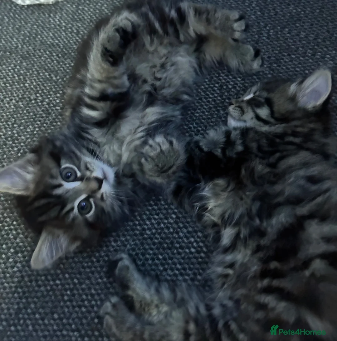 British Longhair cats for sale: Luna’s beautiful longhair tabby kittens 🐾🥰 - Advert 2