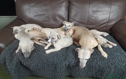 Whippet dogs for sale: Whippet pup's high quality Cruft winning bloodline - Image 7
