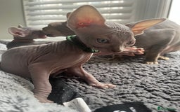 Sphynx cats for sale: Luna - August ready kitty’s in need of loving homes - Image 4