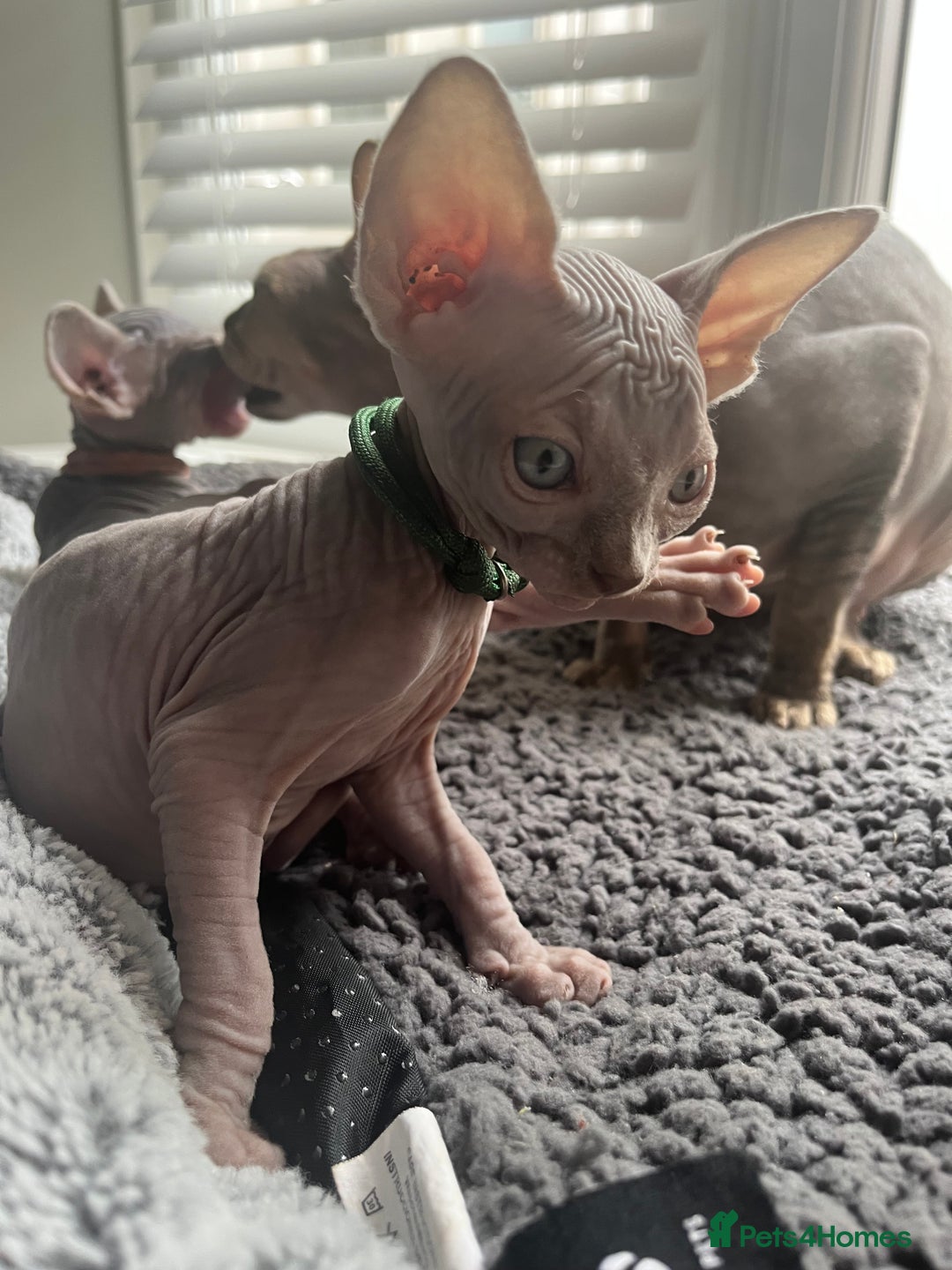 Sphynx cats for sale: Luna - August ready kitty’s in need of loving homes - Image 4