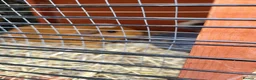 Guinea Pig rodents for sale: 2 females + two level hutch in Mountain Ash - Advert 2