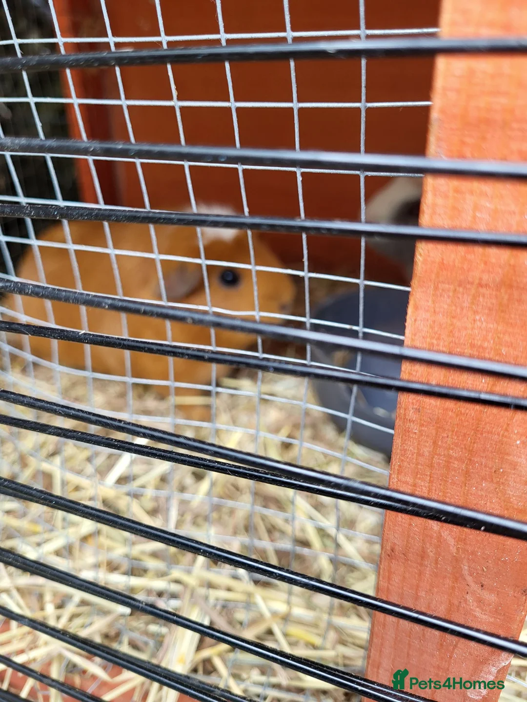 Guinea Pig rodents for sale: 2 females + two level hutch in Mountain Ash - Advert 2