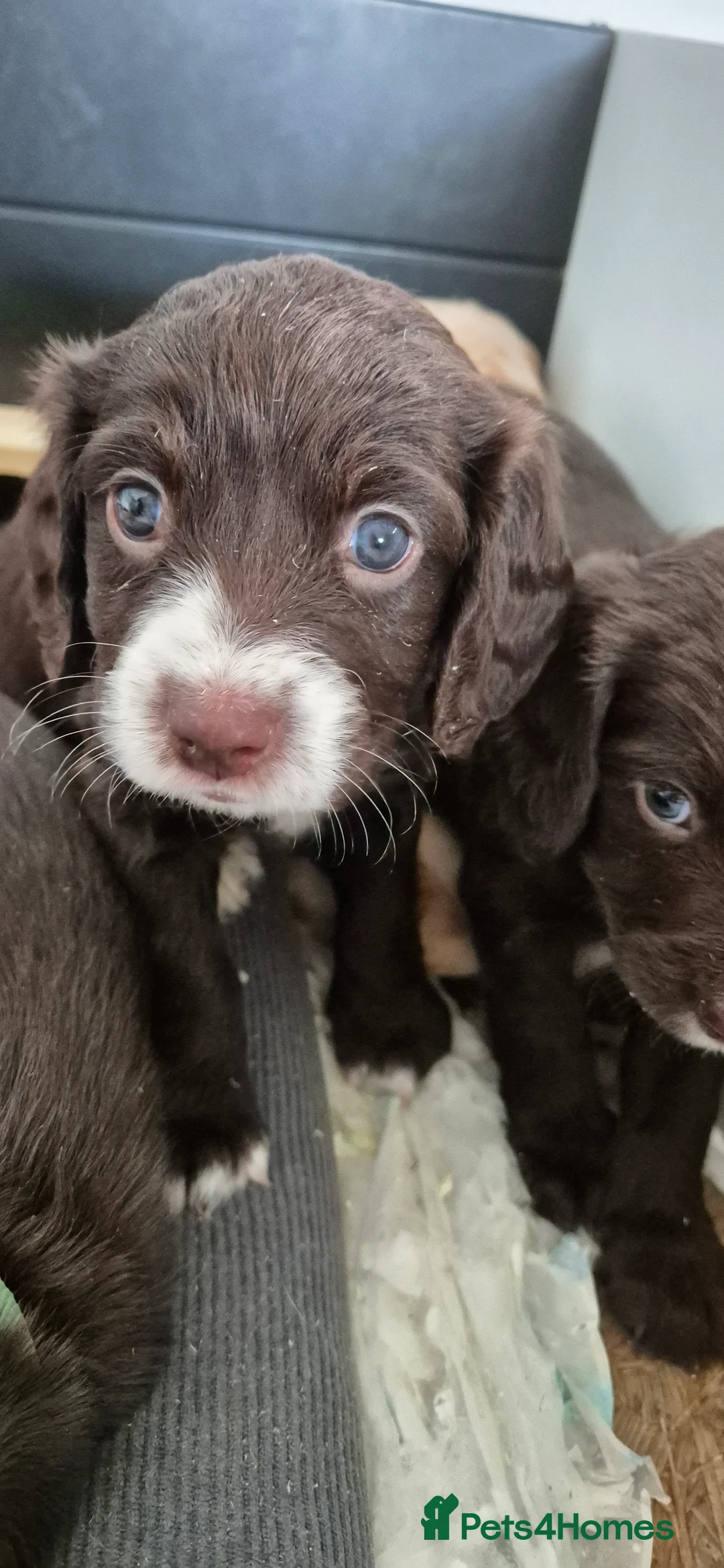 Sprocker dogs for sale: Sprocker Puppies  - Advert 3