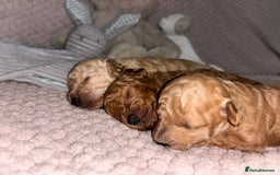 Toy Poodle dogs for sale: 3 stunning toy poodle females  - Image 3