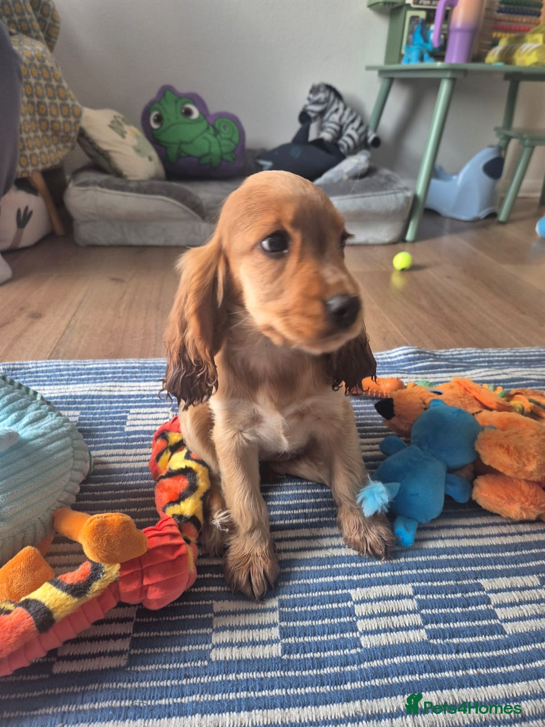 Cocker Spaniel dogs for sale: Female Cocker spaniel - Advert 5