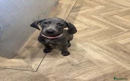 Weimaraner dogs for sale: 🐾 KC Weimaraners, ready now 🐾  - Advert 35