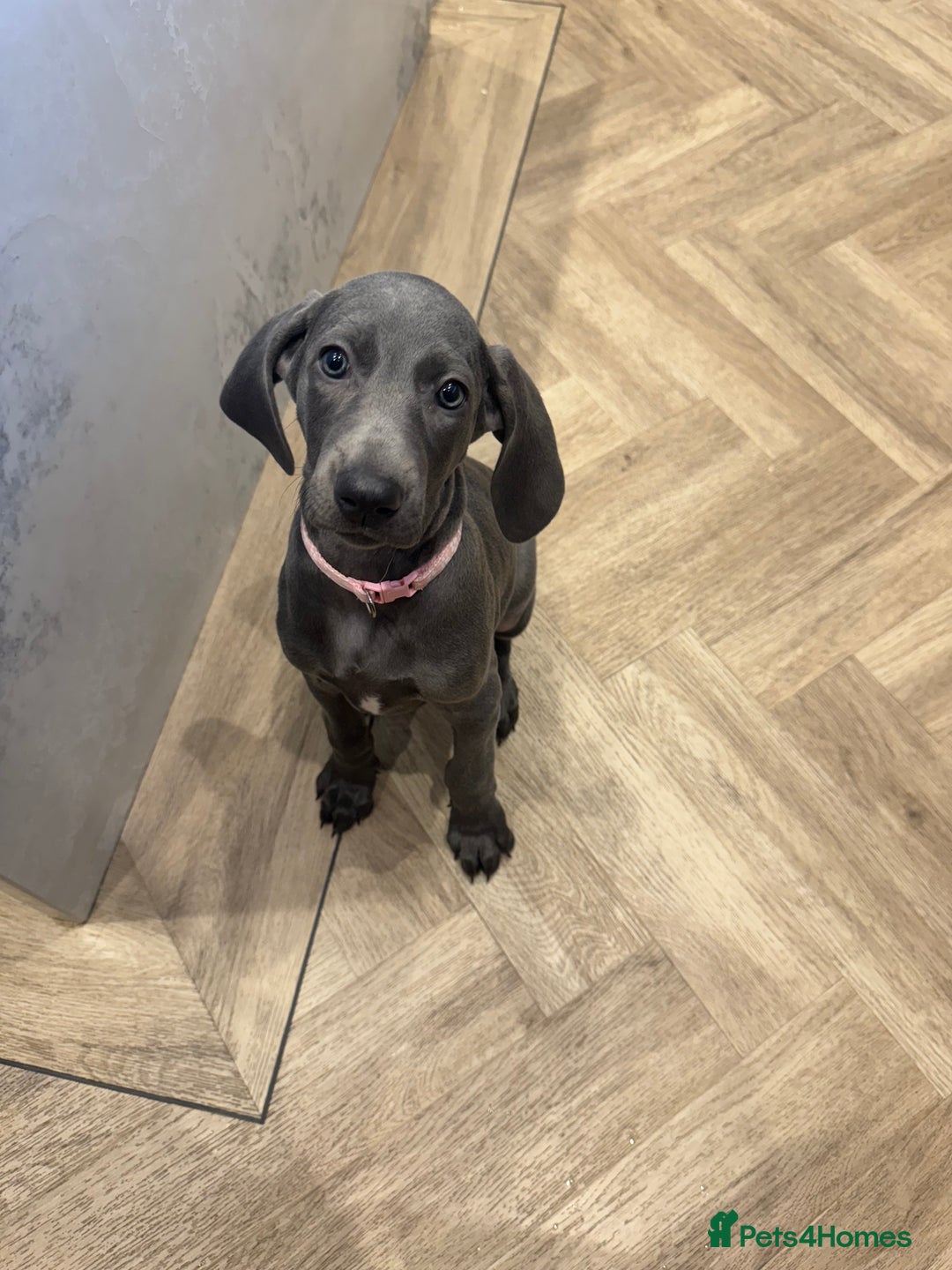 Weimaraner dogs for sale: 🐾 KC Weimaraners, ready now 🐾  - Advert 35