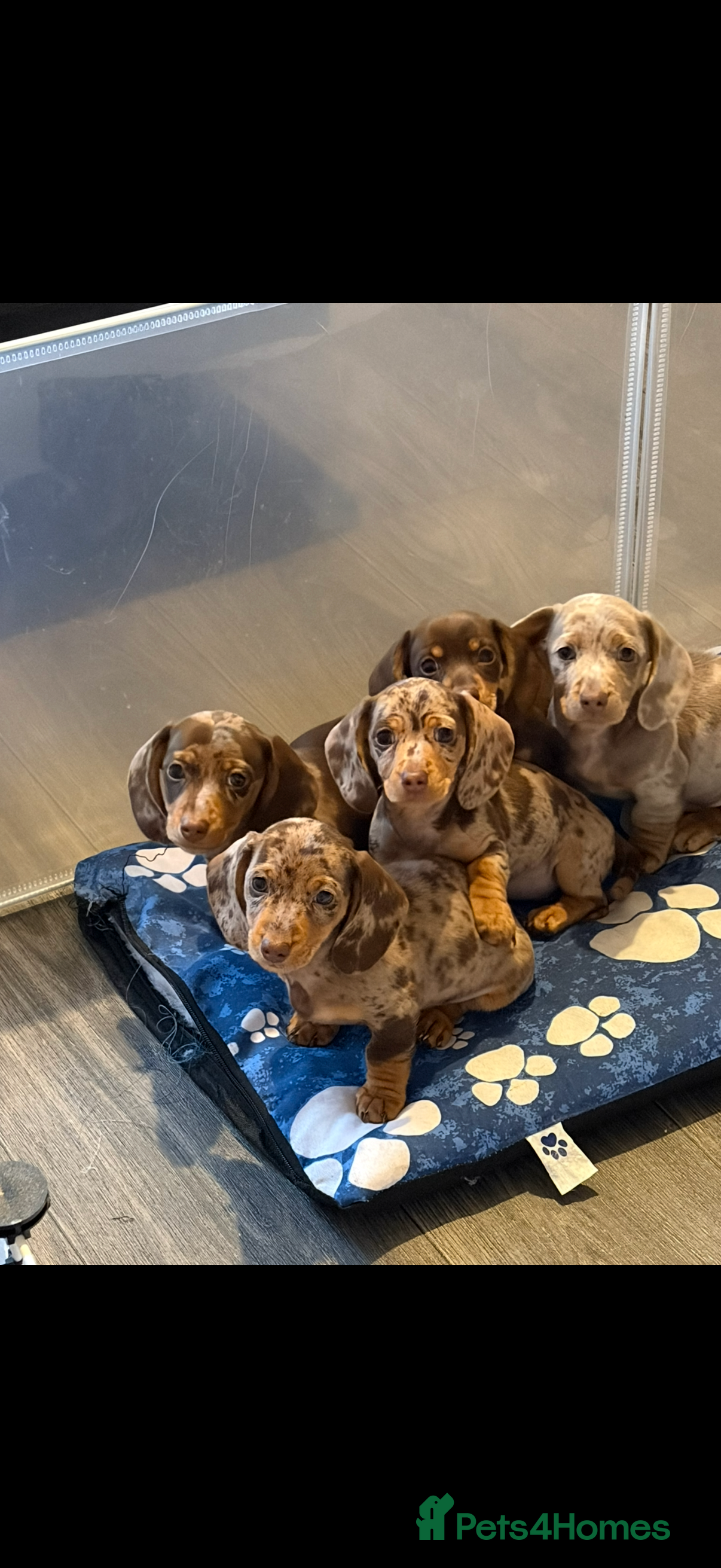 Miniature Dachshund dogs KC registered Miniature Dachshund puppies  - Advert 18