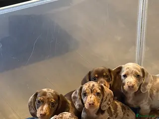 Miniature Dachshund dogs KC registered Miniature Dachshund puppies - Advert 18