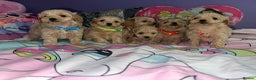 Maltipoo dogs for sale: Outstanding maltipoo - Advert 13