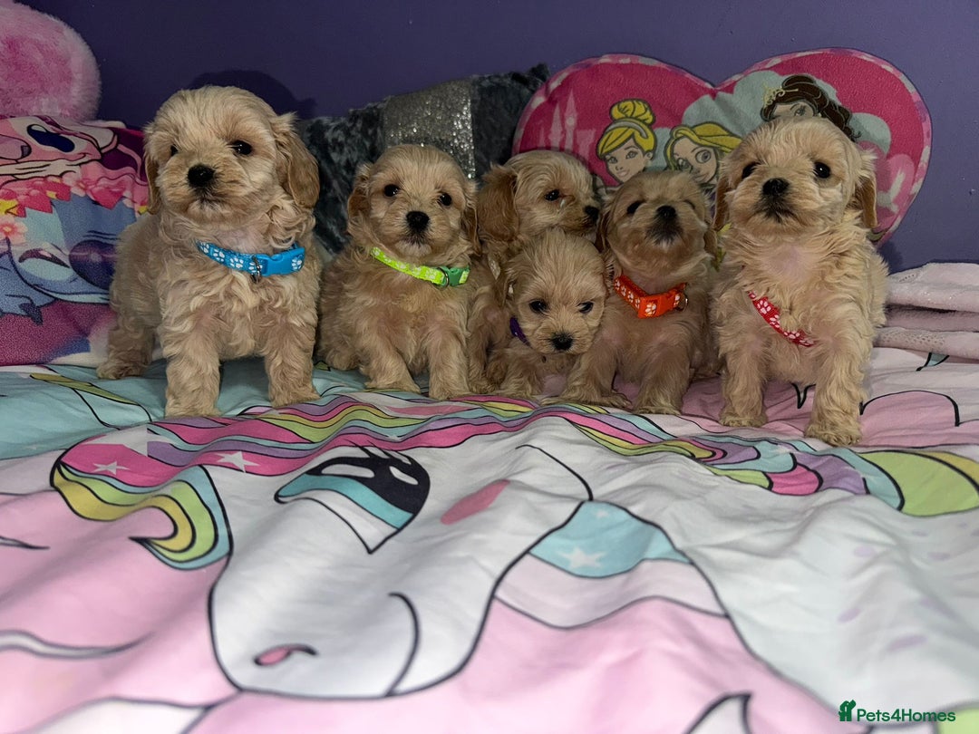 Maltipoo dogs for sale: Outstanding maltipoo - Advert 13