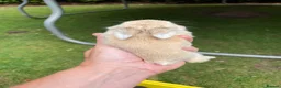 Mini Lop rabbits for sale: Mini Lop - Pure Bred  - Advert 5