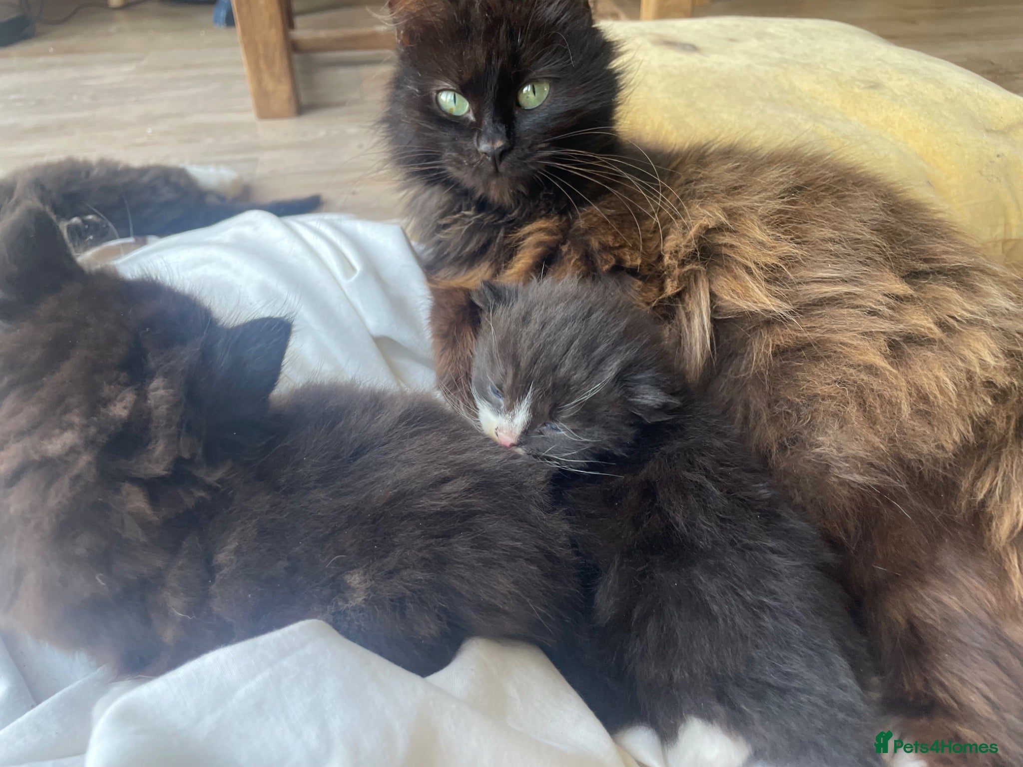 Mixed Breed cats Half Persian fluff balls - Advert 8