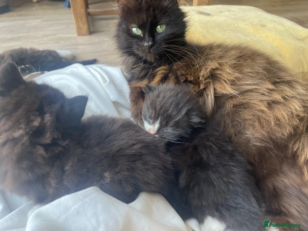 Mixed Breed cats for sale: Half Persian fluff balls - Advert 1