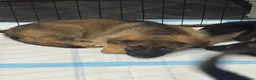 German Shepherd dogs for sale: Germans Shepard 🐶  - Advert 9