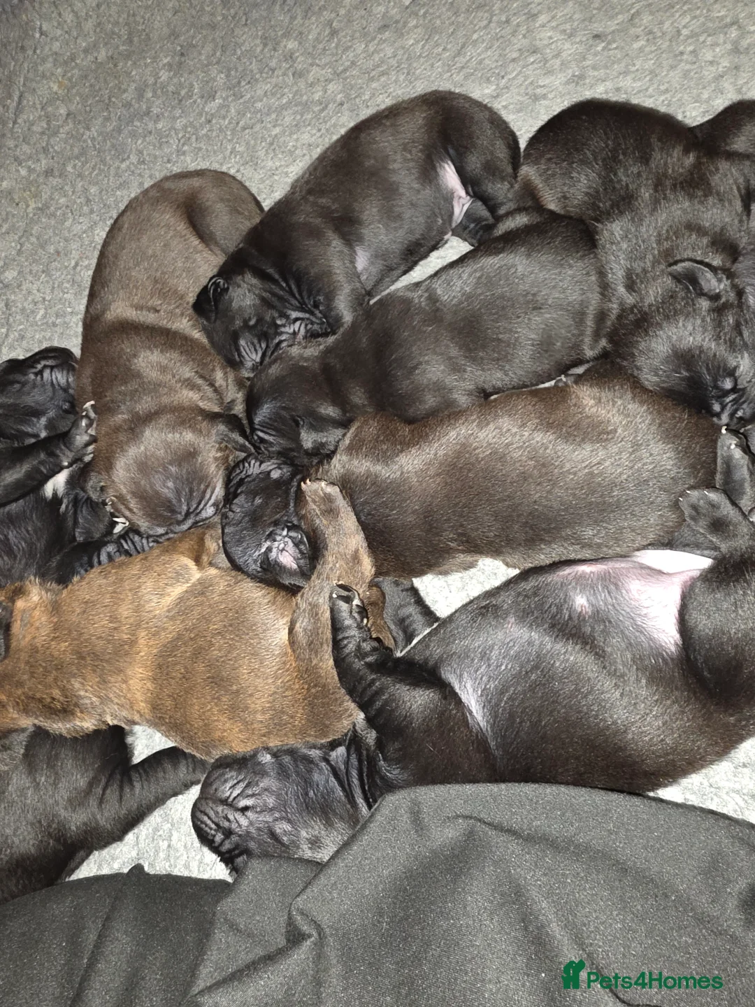 Mixed Breed dogs for sale: Staffy x cane corso in Blyth - Advert 6