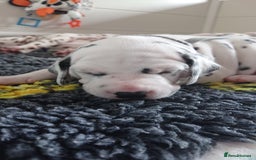 Dalmatian dogs for sale: Looking for 5* homes   - Image 11