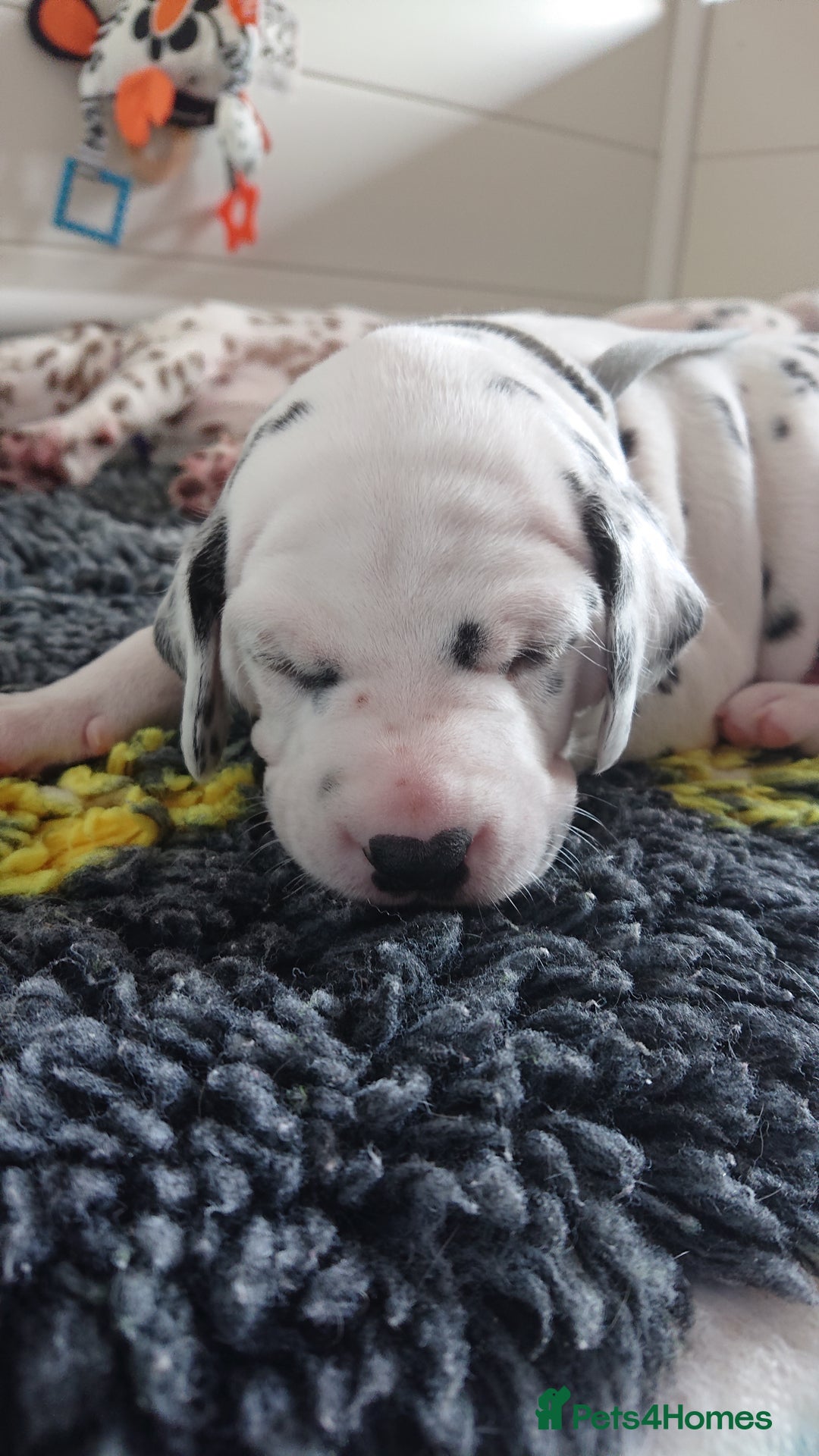 Dalmatian dogs for sale: Looking for 5* homes   - Image 11