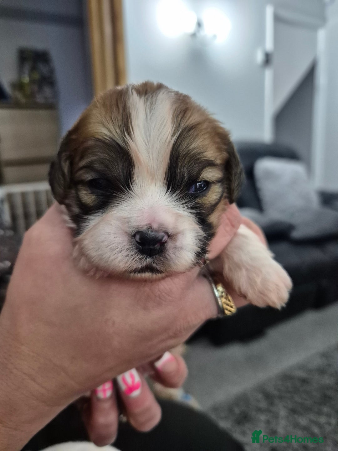 Zuchon dogs for sale: Shichon/Zuchon Teddy bear puppies available  - Advert 4