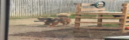 Mixed Breed dogs for adoption: Shy Obi in ELY - Advert 7