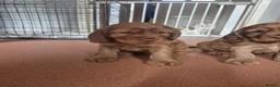 Cocker Spaniel dogs for sale: Golden red cocker spaniel pups - Advert 2