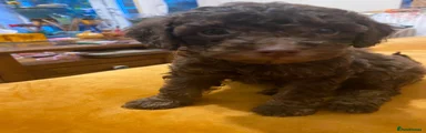 Toy Poodle Puppy 4
