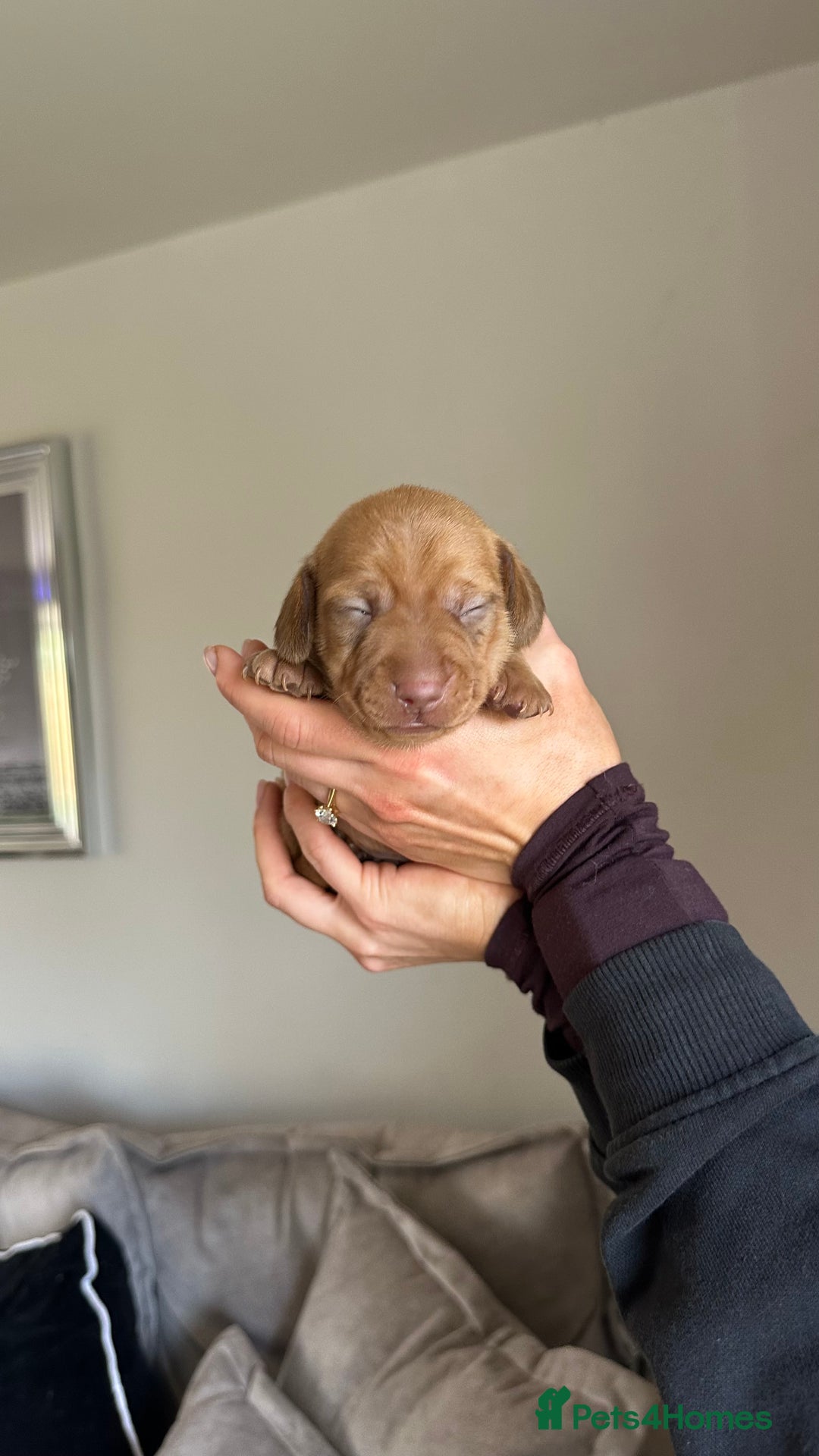 Miniature Dachshund dogs for sale: 5 beautiful miniature Daschund puppies  - Advert 16