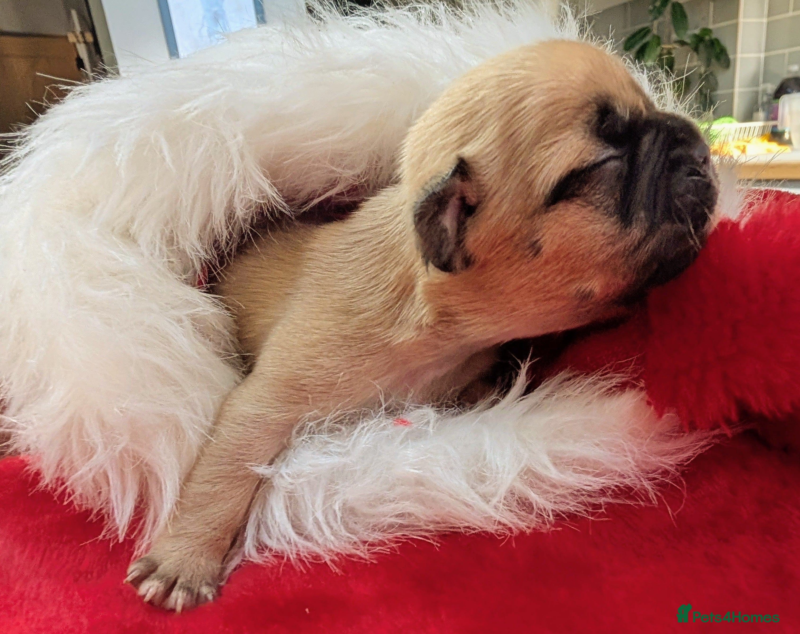 Mixed Breed dogs 75% French bulldog puppies - Advert 8