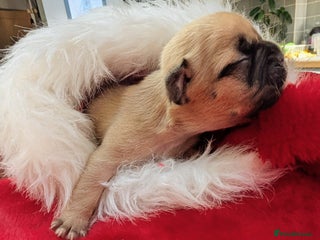 Mixed Breed dogs 75% French bulldog puppies - Advert 18