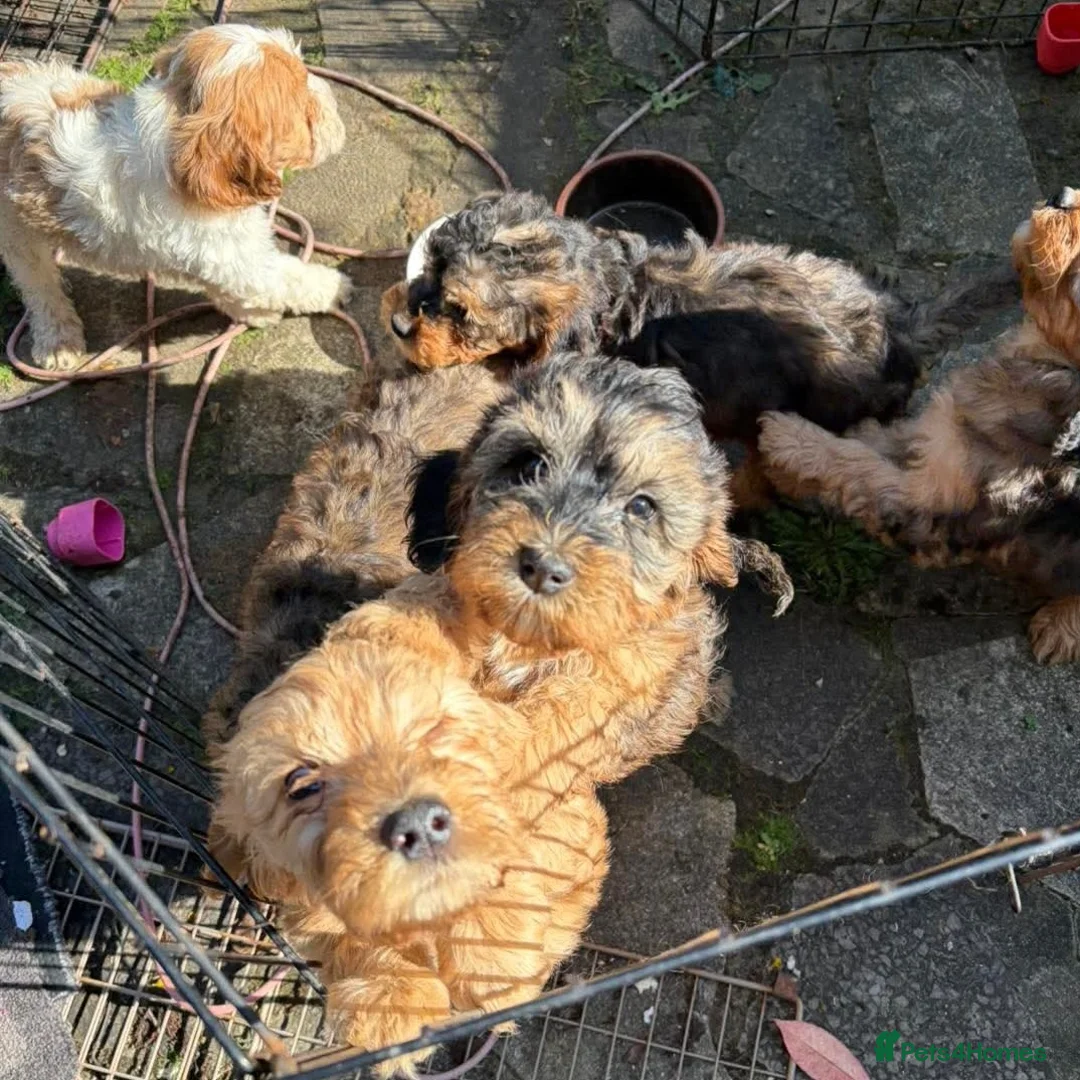 Cavapoo dogs for sale: Gorgeous Cavapoo Puppies. Ready To Go Now in Bristol - Advert 2