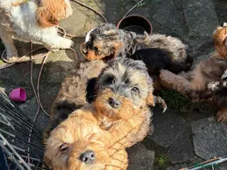 Cavapoo dogs Gorgeous Cavapoo Puppies. Ready To Go Now - Advert 2
