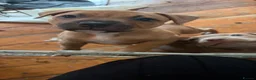 Staffordshire Bull Terrier dogs for sale: Staffy puppies  in London - Advert 4