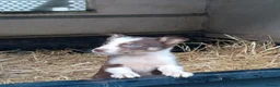 Border Collie dogs for sale: Border collie pups  in Strathaven - Advert 3