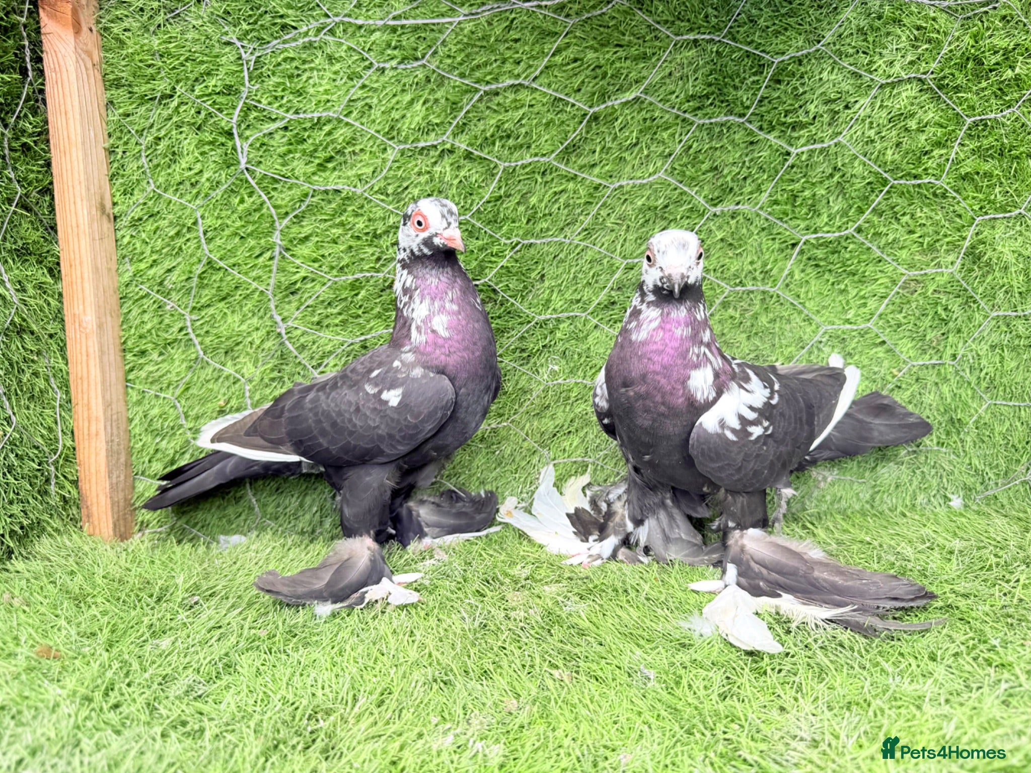 Pigeons birds Premium Breeding Pigeons Top Quality Pairs Availab - Advert 2