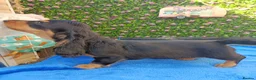 Miniature Dachshund dogs for sale: FULLY VAX "TALLY" MINI LH  KC REG PRA CLEAR - Advert 3