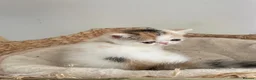 Exotic cats for sale: Gorgeous GCCF reg. kittens from Champions parents  - Advert 17