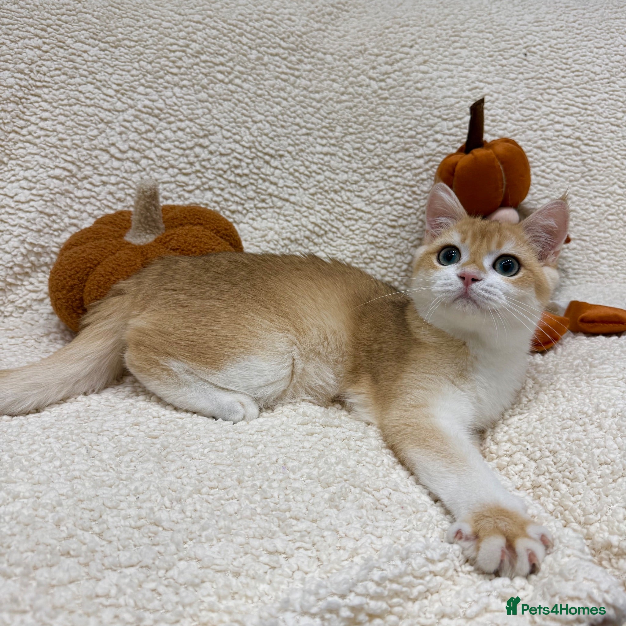 British Shorthair cats 🧡Exceptional pedigree golden BSH🧡 - Advert 5