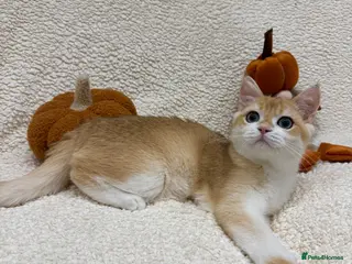 British Shorthair cats 🧡Exceptional pedigree golden BSH🧡 - Advert 5