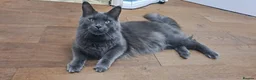 Maine Coon cats for sale: TICA Registered Maine Coon Kittens 1Male 2Females - Advert 12