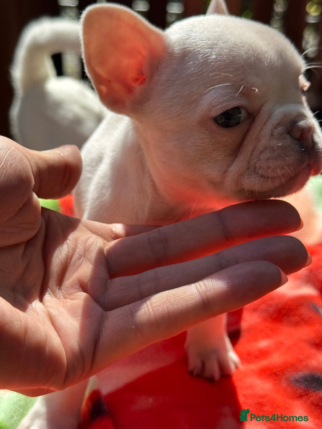 French Bulldog dogs for sale: Adorable French Bulldogs - Image 18
