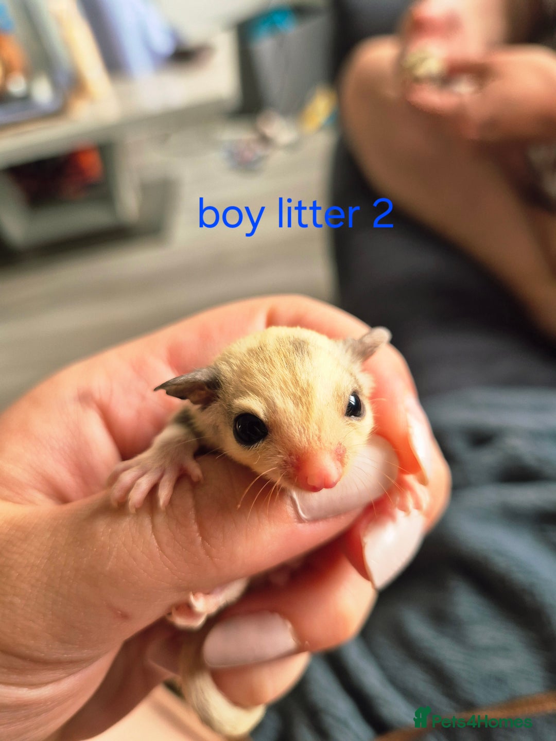Sugar Glider rodents for sale: 4 baby sugar gliders ready 13th sept price each  - Image 23