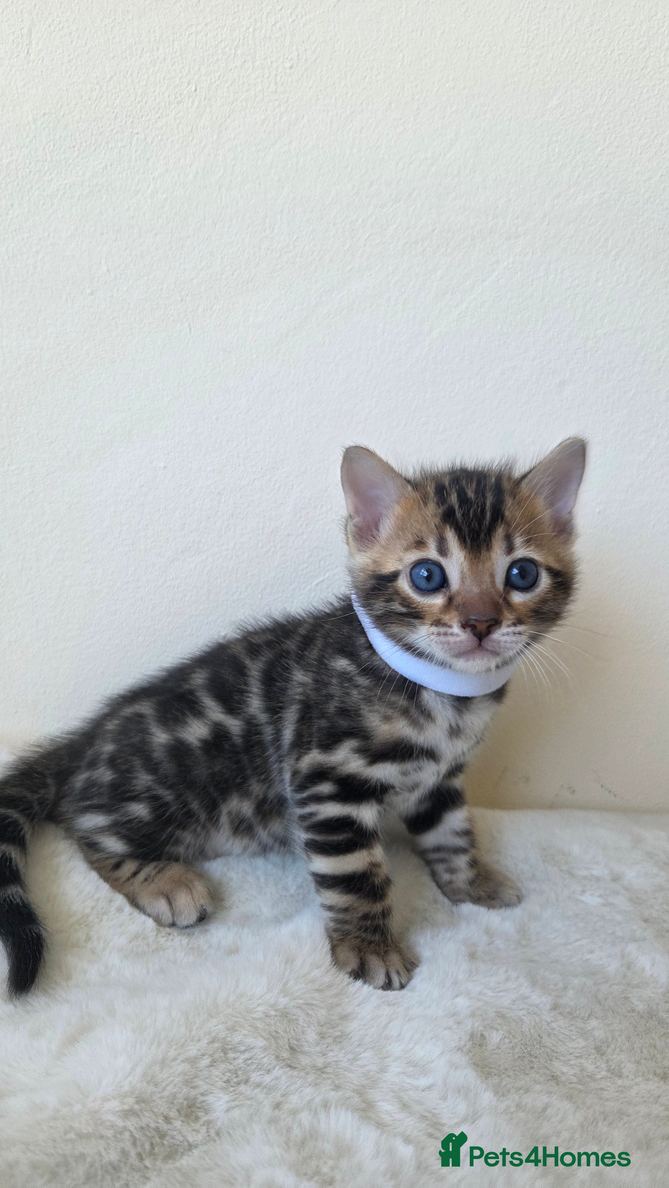 Bengal cats TICA-registered Bengal kitten available, last one! - Advert 18