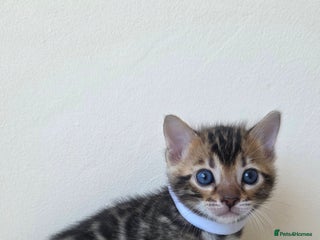 Bengal cats TICA-registered Bengal kitten available, last one! - Advert 18