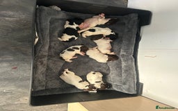 English Springer Spaniel dogs for sale: KC registered Springer spaniels puppies  - Image 5